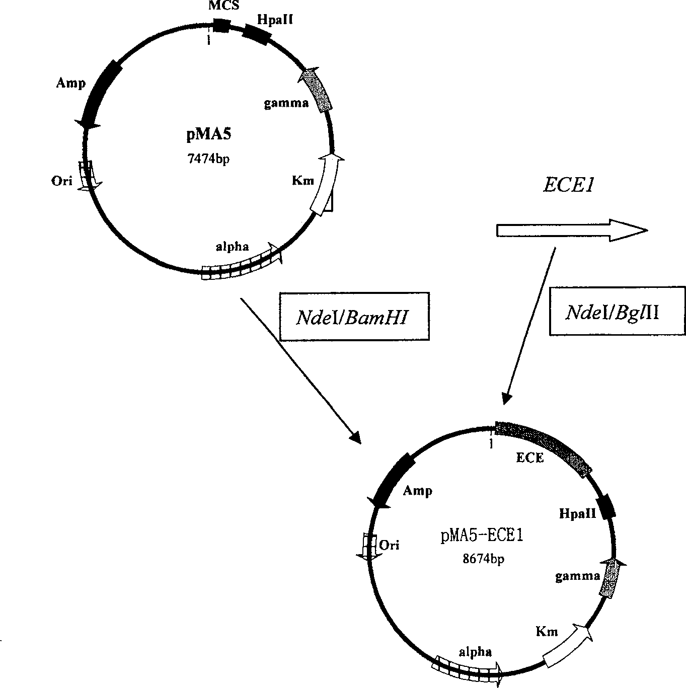 Ethyl chrysanthemate esterase and coding gene and specific engineering baterium for expression and uses of the enzyme