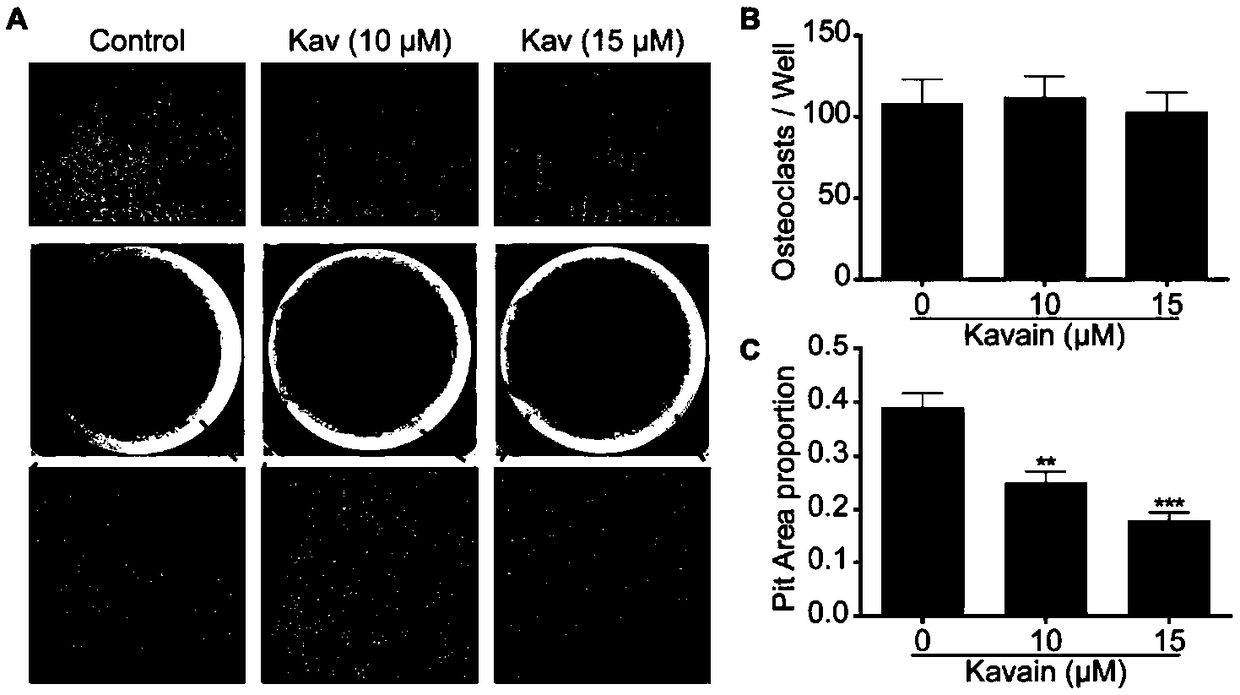 Application of kavain in preparing drug for treating osteoporosis