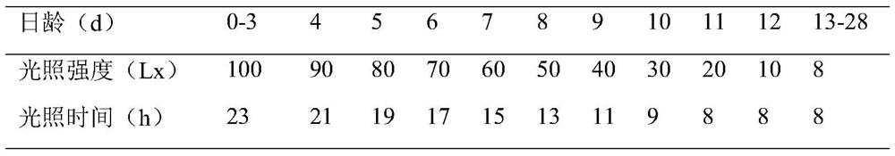 A light breeding method for regulating the sexual maturity of high-quality broiler breeders