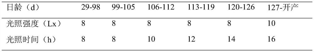 A light breeding method for regulating the sexual maturity of high-quality broiler breeders