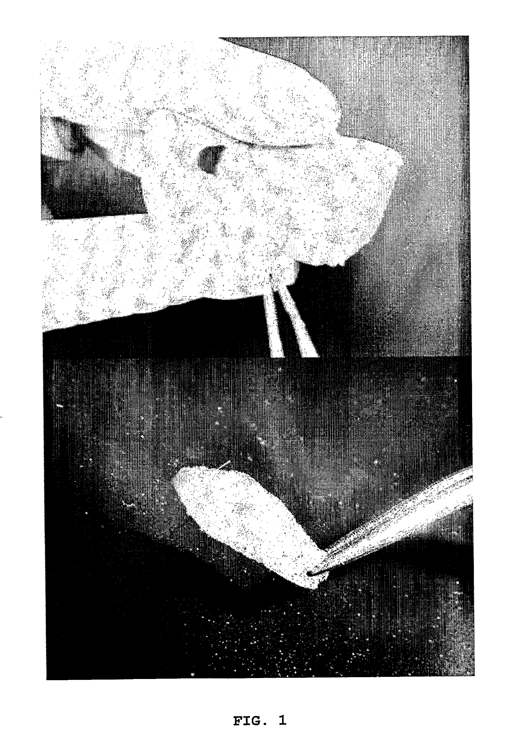 Use of Stem Cells, Method of Tissue Engineering, Use of Dental Tissues and Tooth Biological Substitute