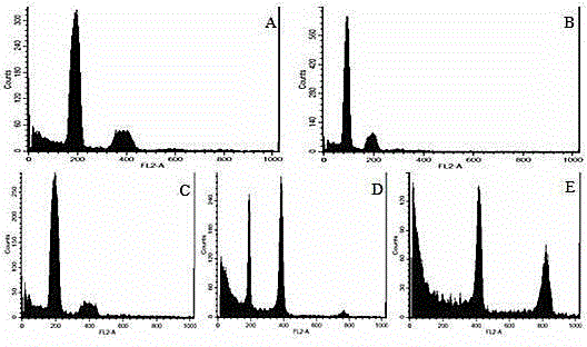 Method for building Chinese cabbage genetic transformation system by cell-penetrating peptide and microspore culture