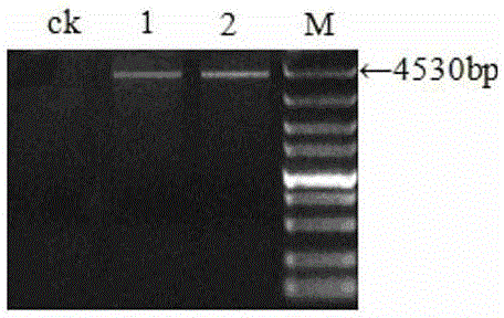 Method for building Chinese cabbage genetic transformation system by cell-penetrating peptide and microspore culture