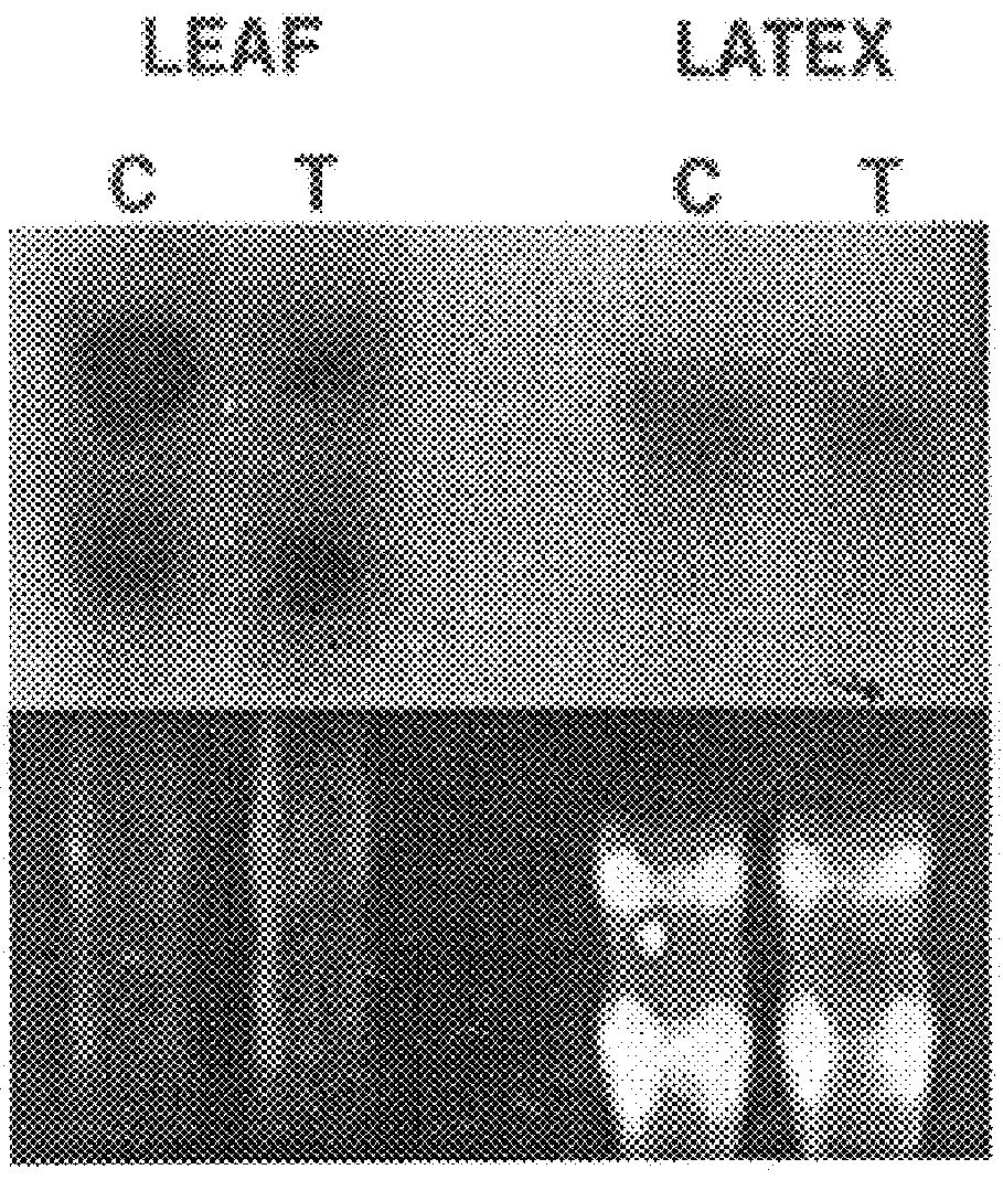 Isopentenyl diphosphate isomerase from Hevea brasiliensis and rubber producing method using the same