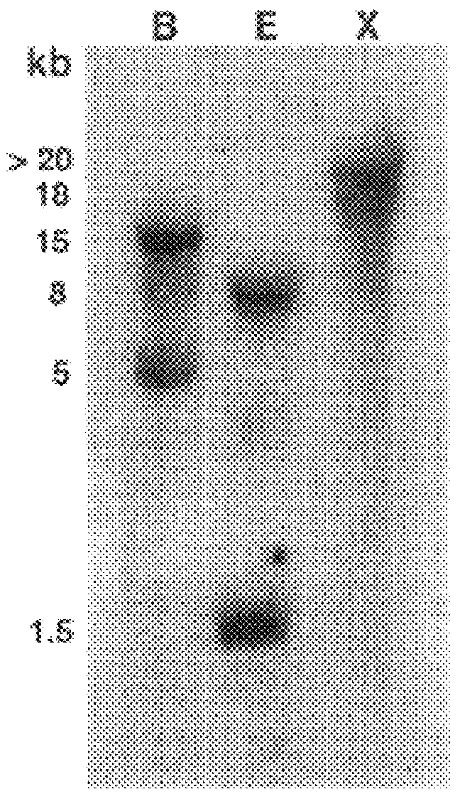 Isopentenyl diphosphate isomerase from Hevea brasiliensis and rubber producing method using the same