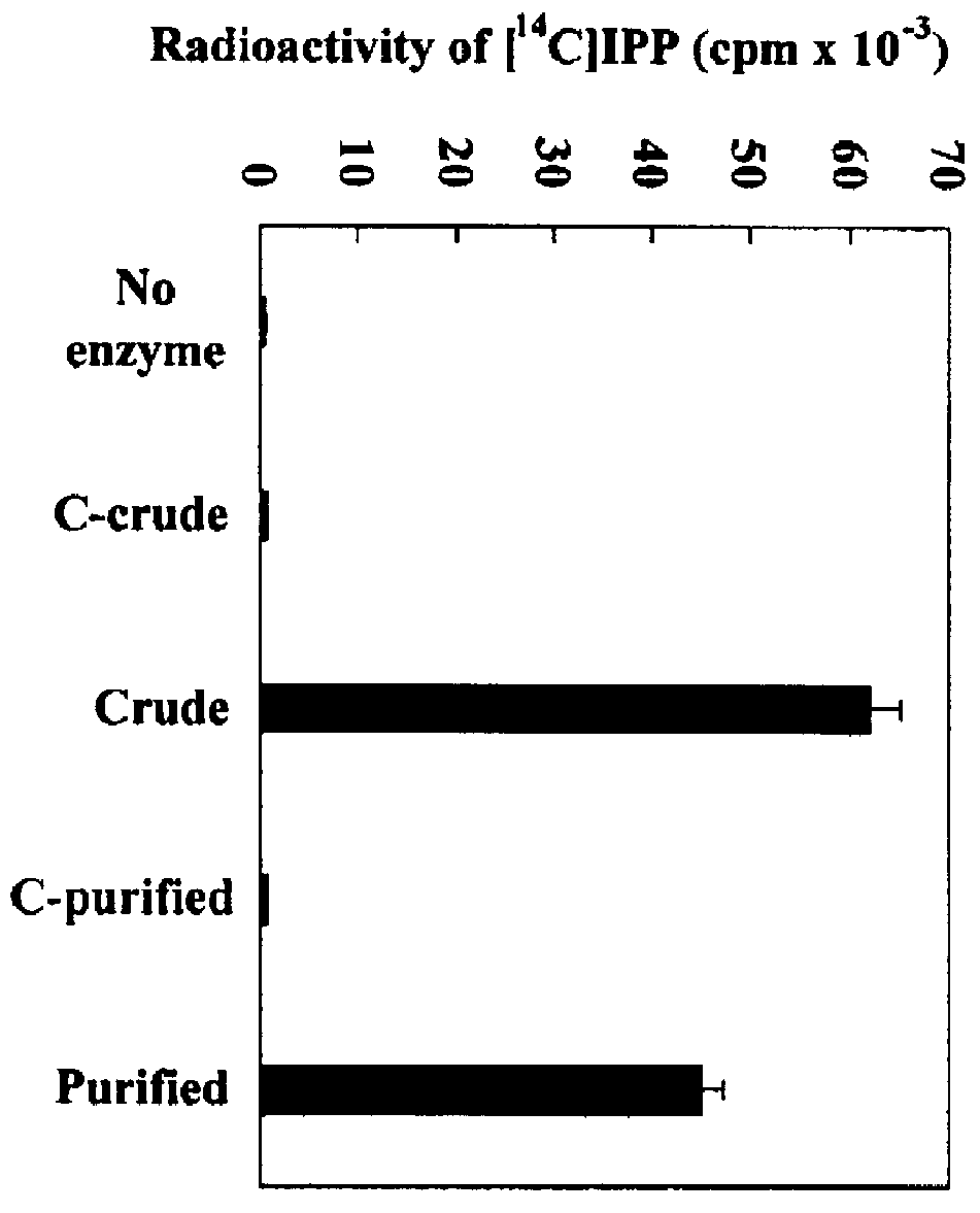 Isopentenyl diphosphate isomerase from Hevea brasiliensis and rubber producing method using the same