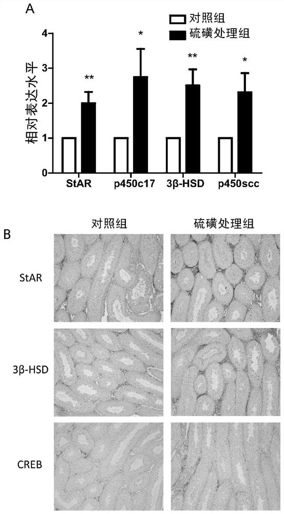 Application of sulfur in preparation of composition for increasing testosterone level or improving intestinal flora