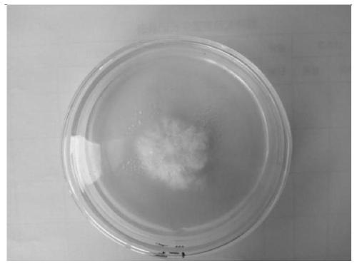 The application of Pleurotus pellagra to the production of ergothioneine