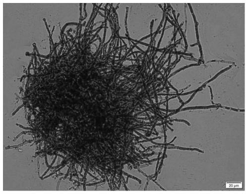 The application of Pleurotus pellagra to the production of ergothioneine