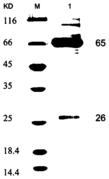 J-subgroup avian leukosis virus (ALV) antibody quick detection test strip and preparation method and application thereof