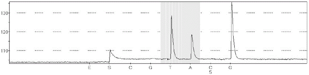 Kit for detecting BRAF gene V600E trace mutation through pyrosequencing technique and application of kit