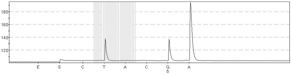 Kit for detecting BRAF gene V600E trace mutation through pyrosequencing technique and application of kit