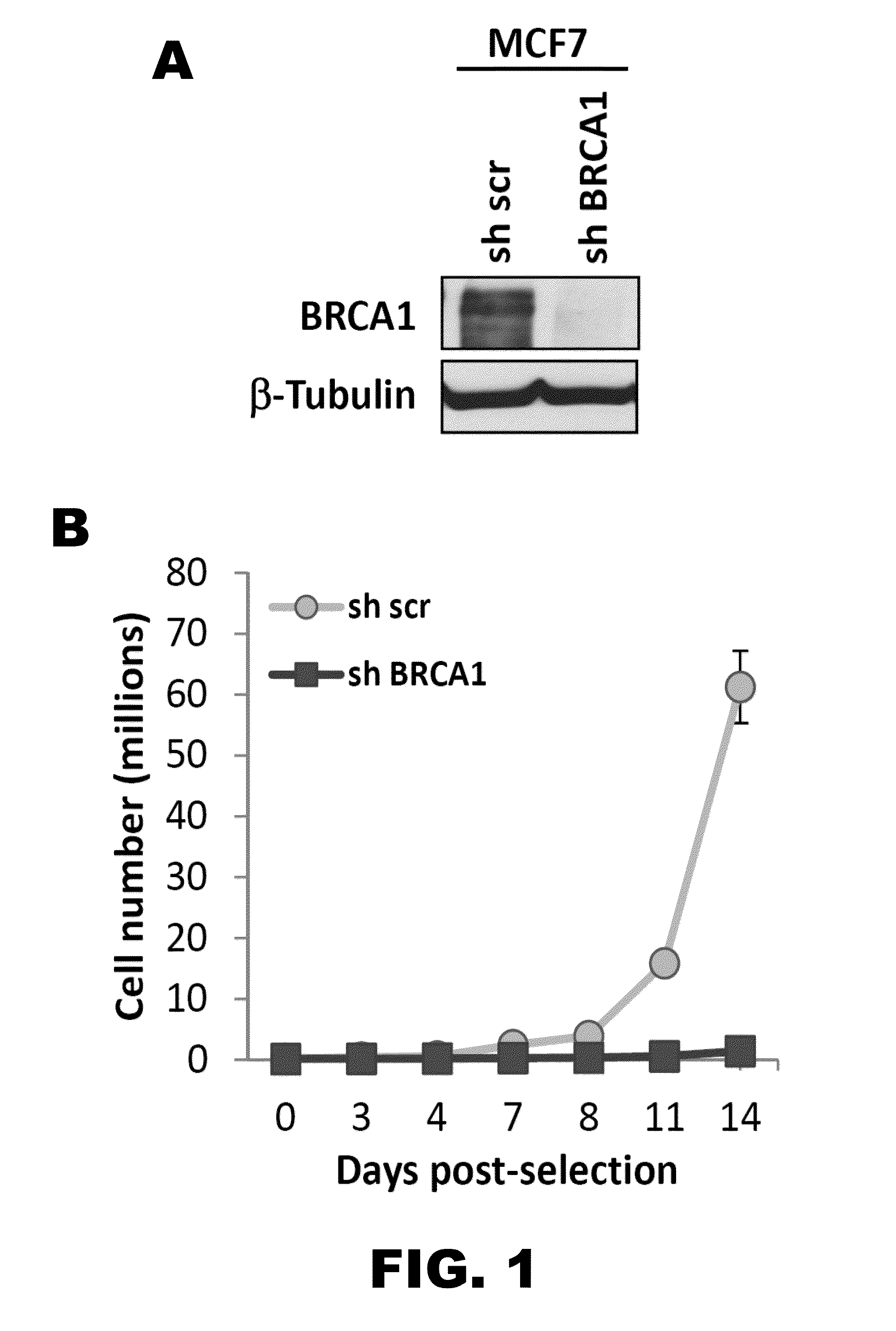 Method of identifying triple negative breast cancer