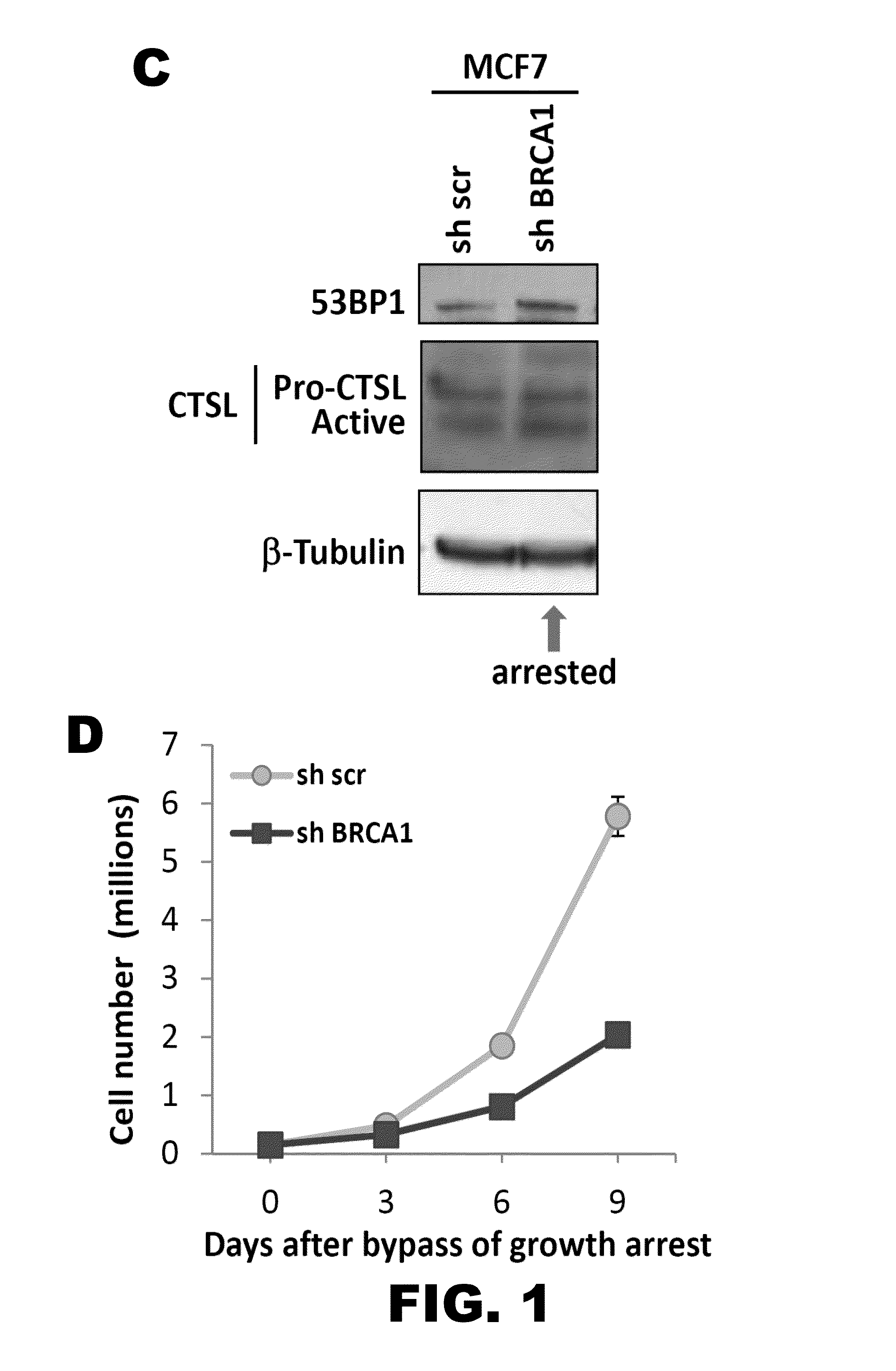 Method of identifying triple negative breast cancer