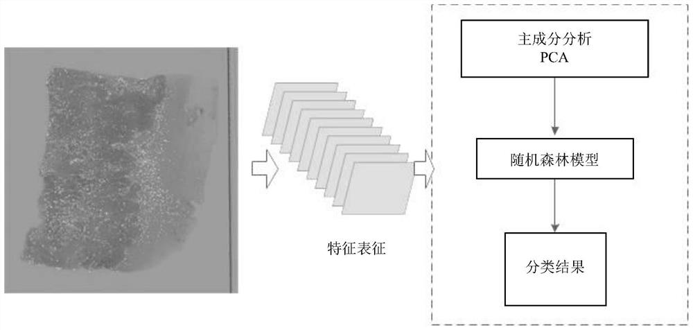 DMMR subtype classification method and system based on pathological image