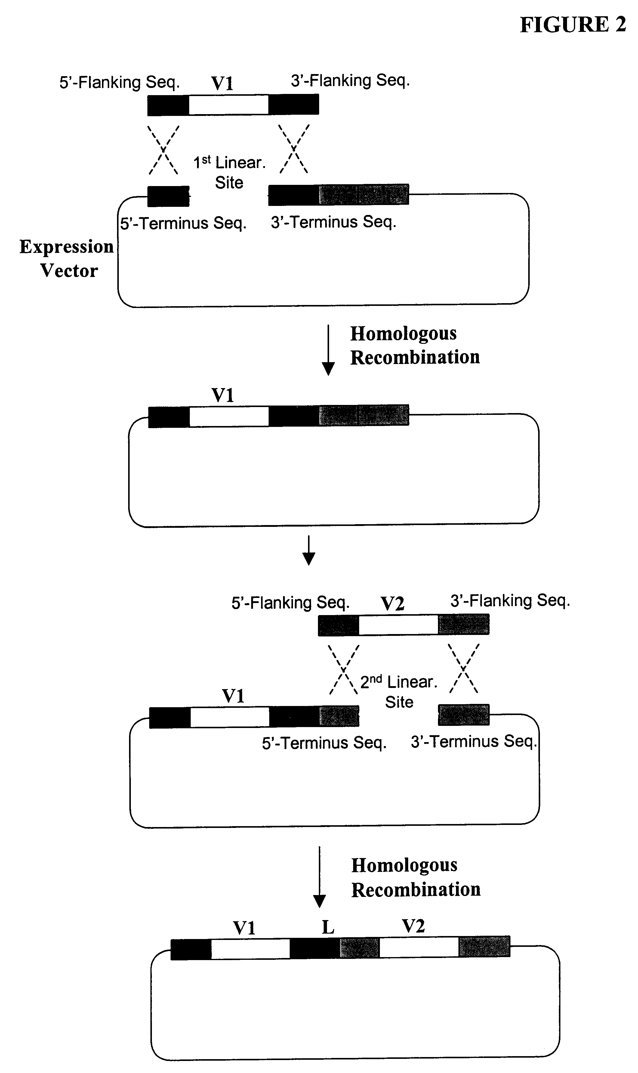 High throughput generation and screening of fully human antibody repertoire in yeast