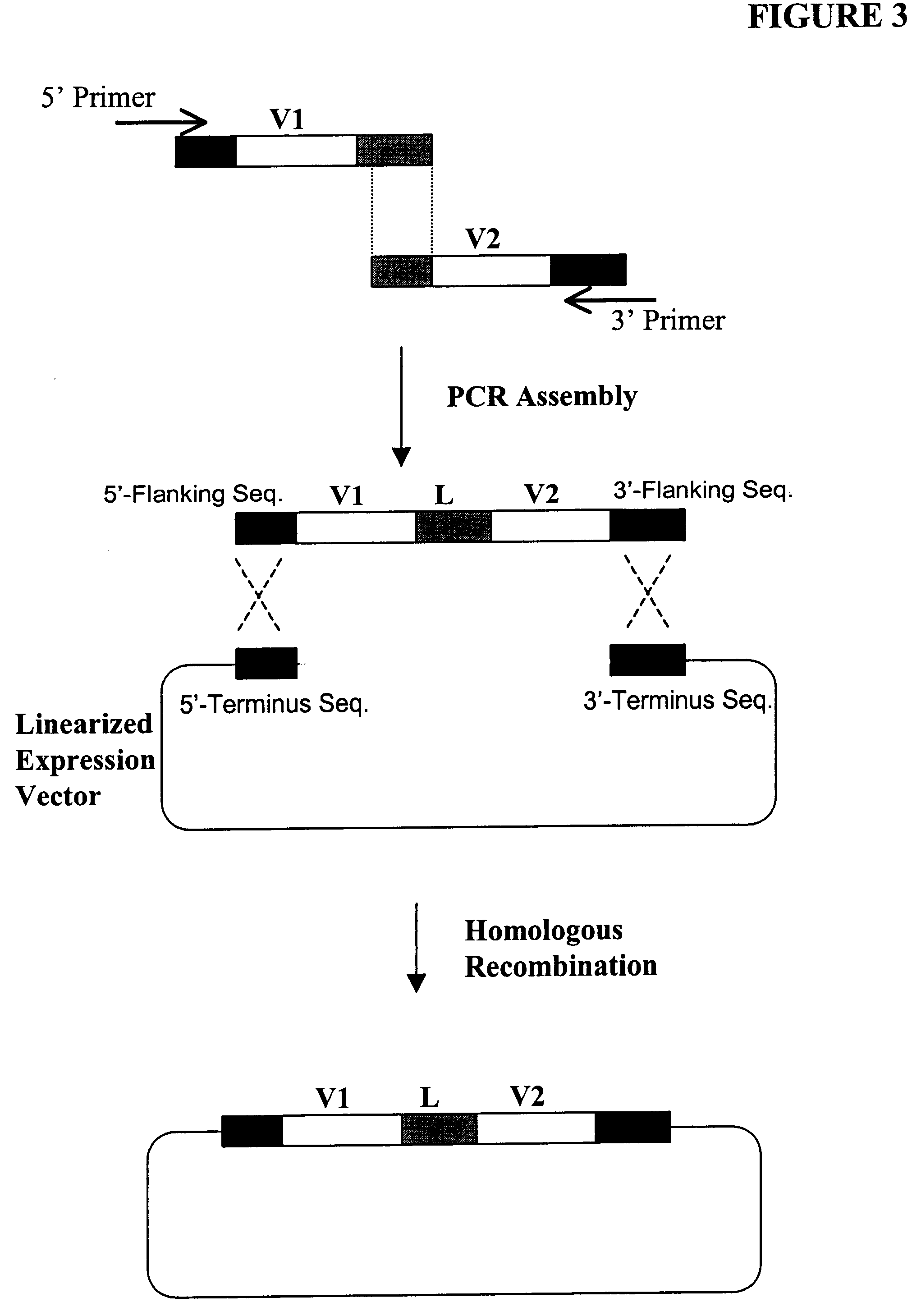 High throughput generation and screening of fully human antibody repertoire in yeast