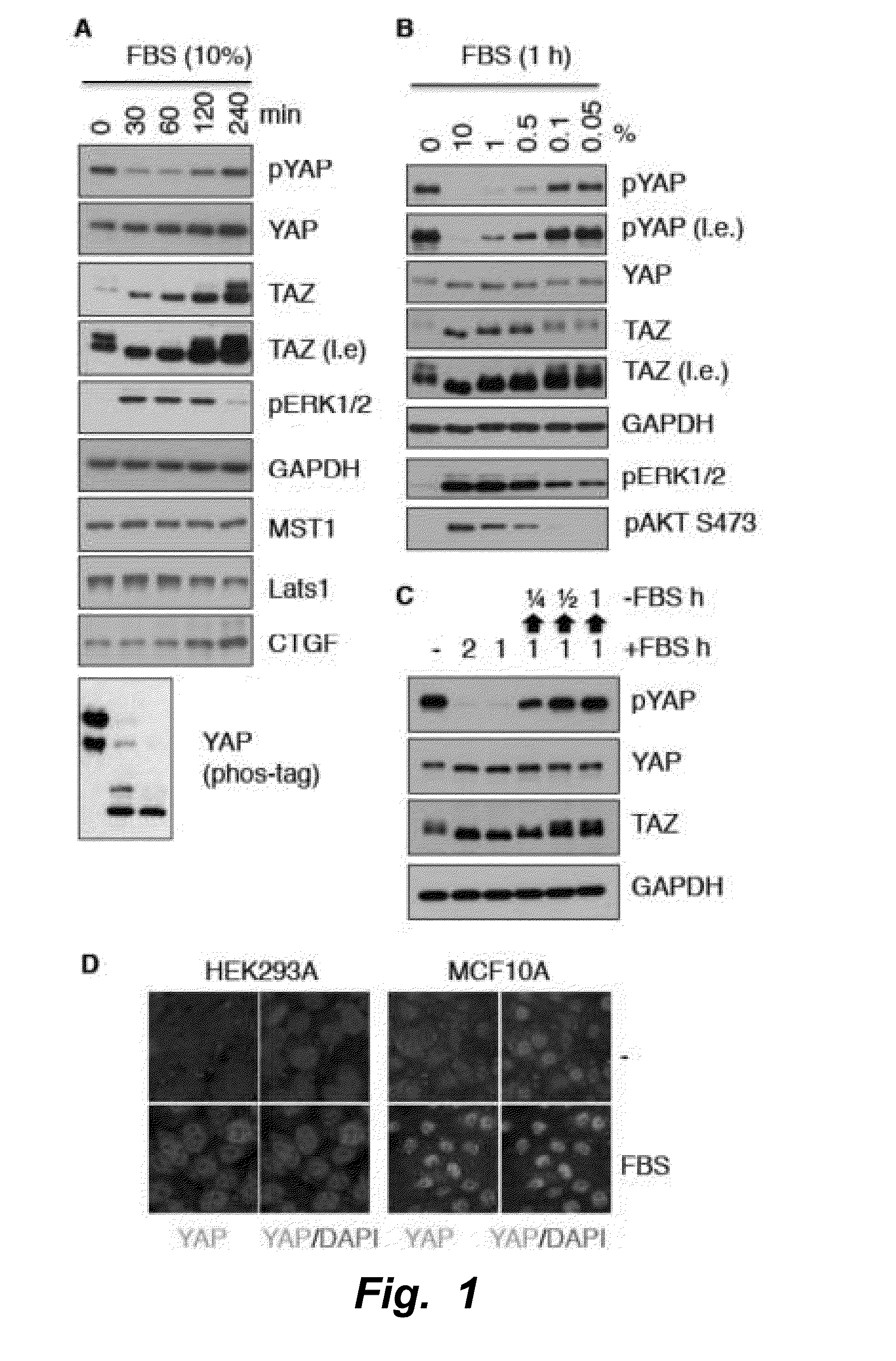 Inhibitors of hippo-yap signaling pathway