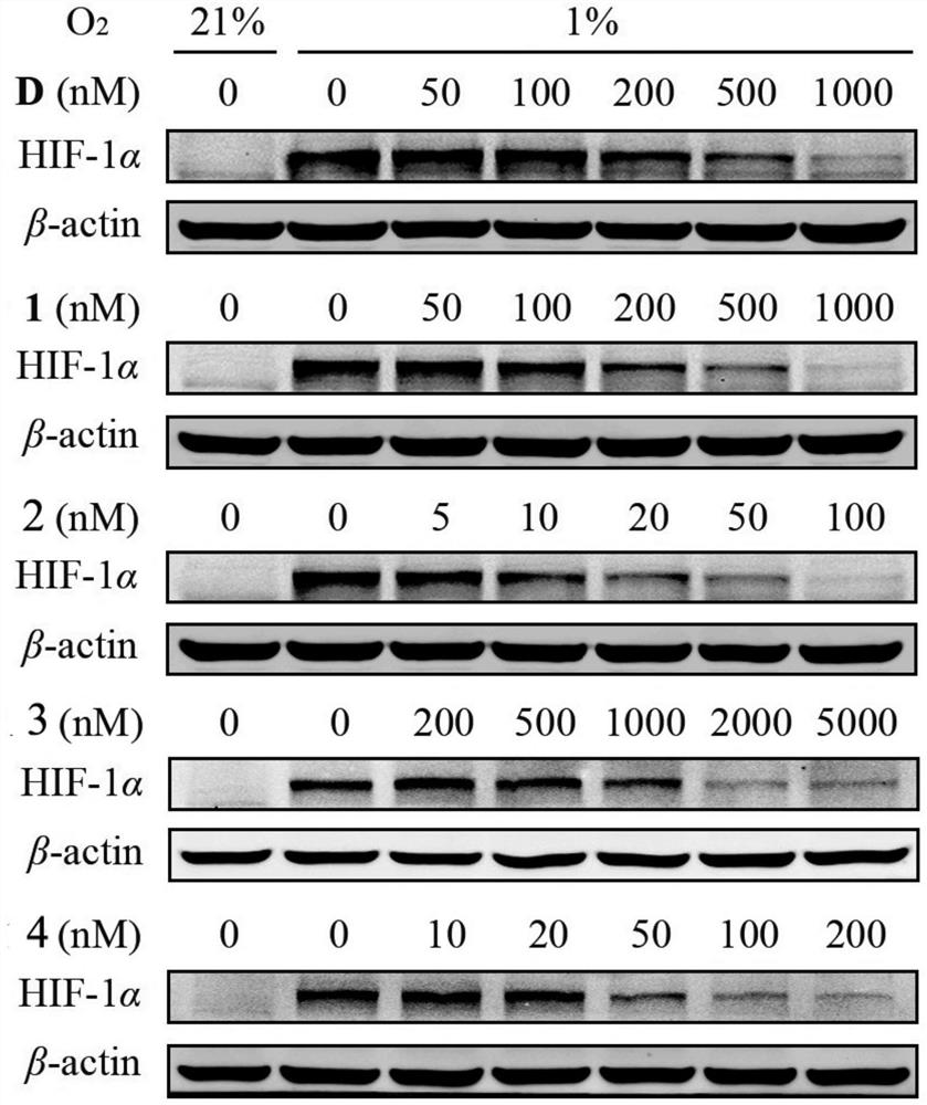 A kind of cardiac glycoside compound and its synthesis method and application