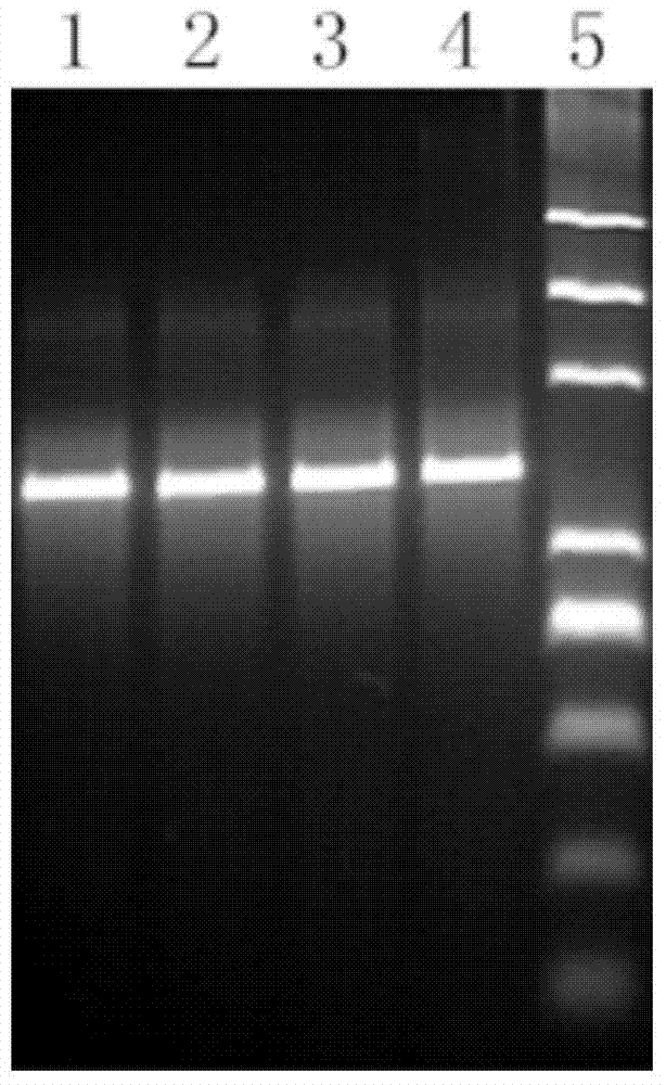 PCR (polymerase chain reaction) reaction solution and kit, and PCR method