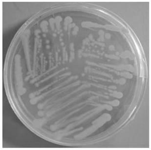 A kind of pseudobacillus pallidum strain x21 and its application