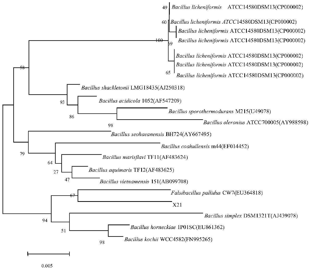 A kind of pseudobacillus pallidum strain x21 and its application