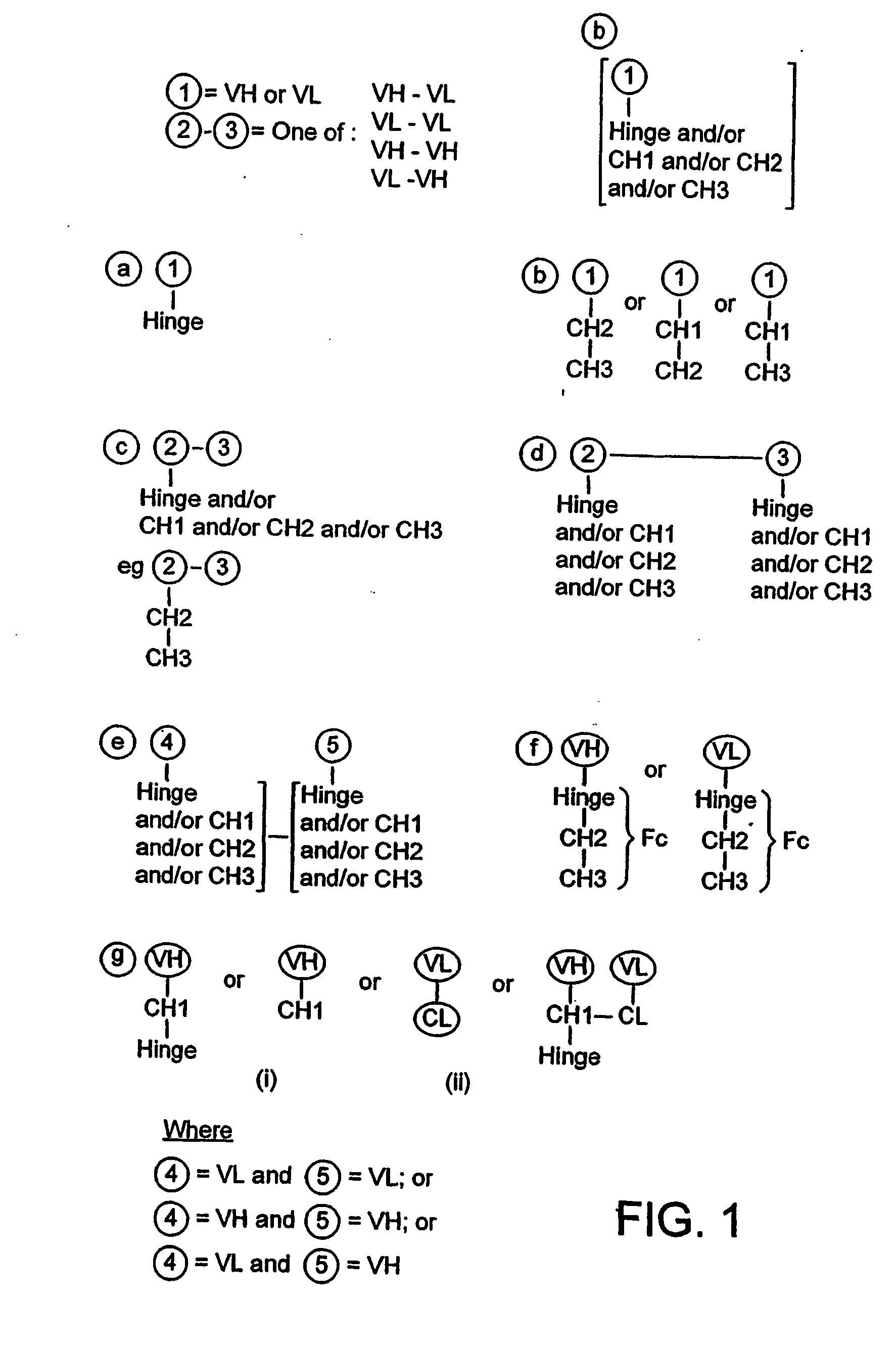 Fc fusion