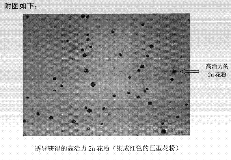 Method for efficiently inducing jujube tree 2n pollen