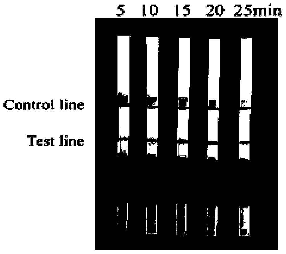 Primer set, probe kit and detection method for quickly detecting African swine fever virus based on RPA method