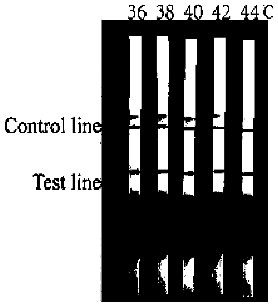 Primer set, probe kit and detection method for quickly detecting African swine fever virus based on RPA method