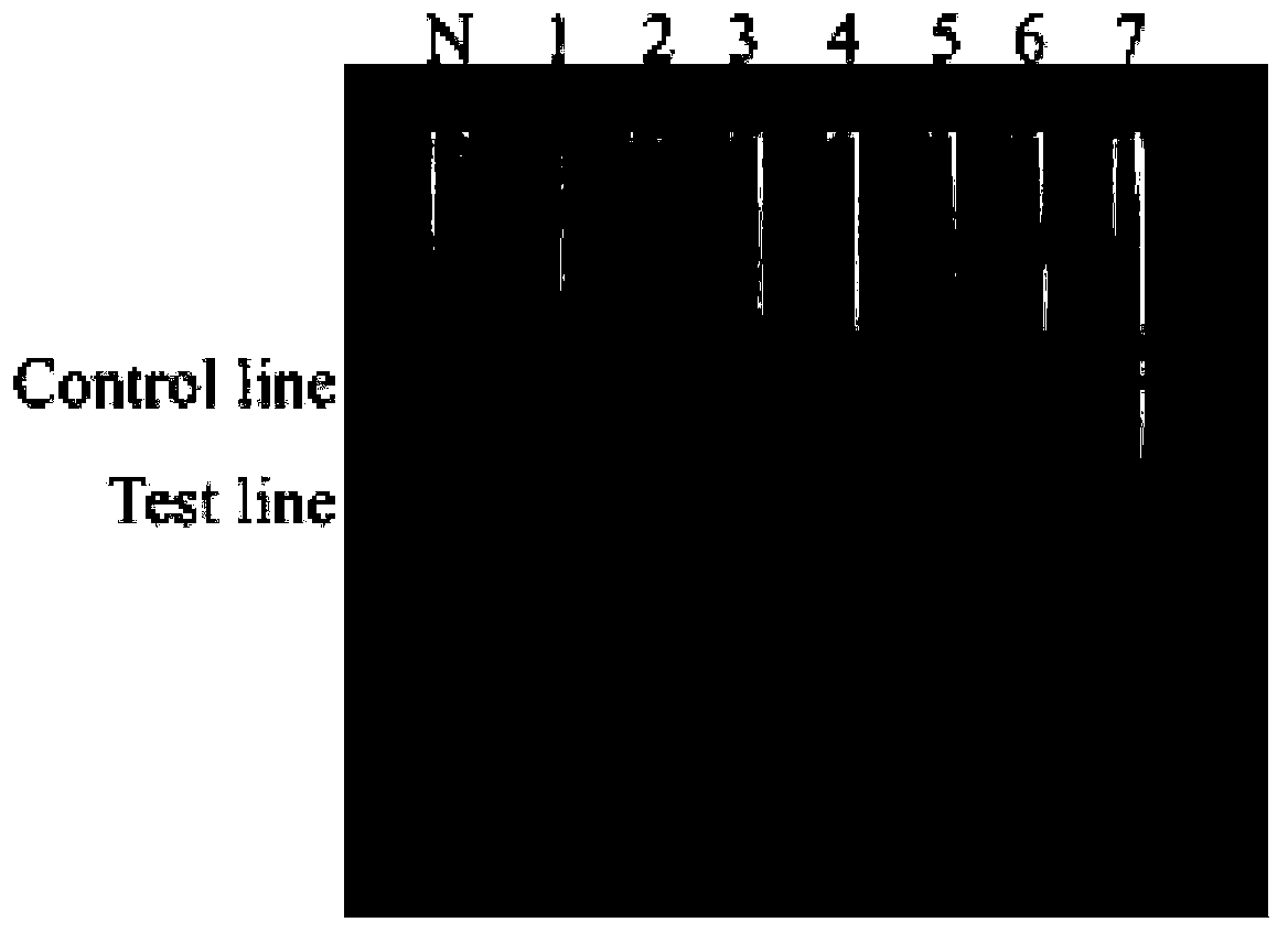 Primer set, probe kit and detection method for quickly detecting African swine fever virus based on RPA method