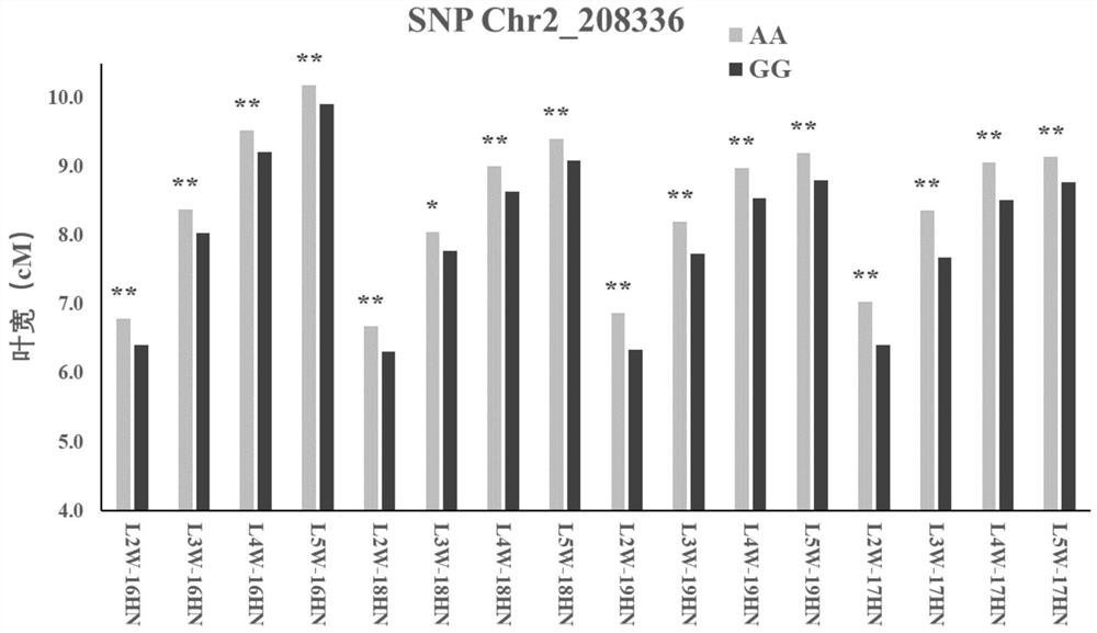 SNP marker closely linked with continuous multi-leaf-position leaf width major QTL under corn tassels and application of SNP marker