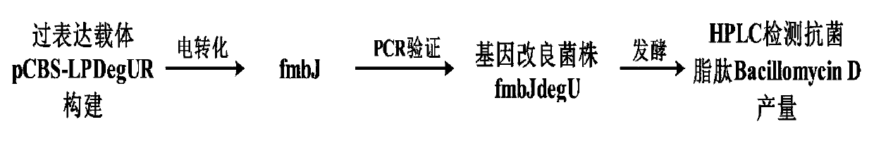 Method for increasing yield of antifungal peptide bacillomycin D by overexpressing degU gene