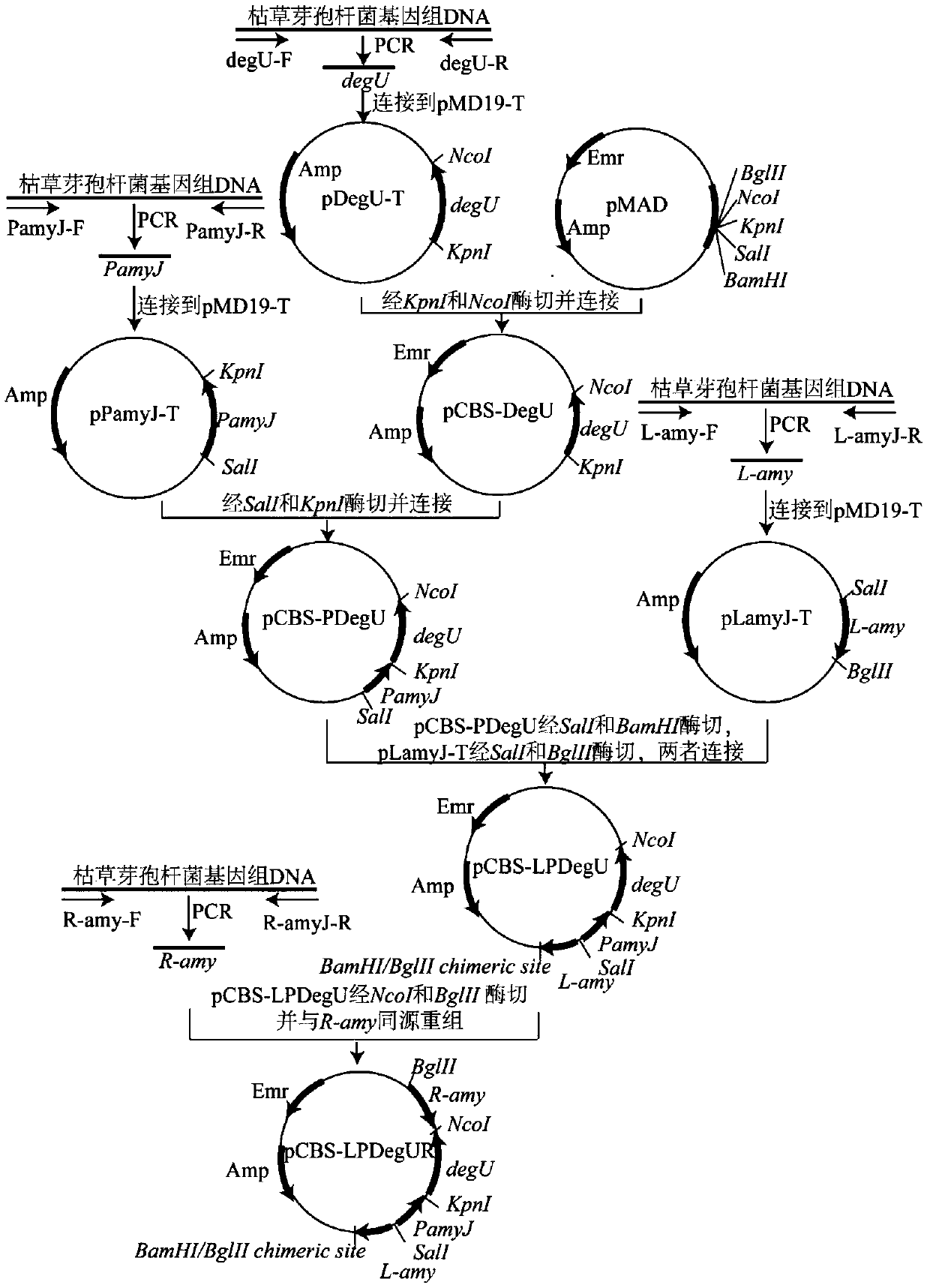 Method for increasing yield of antifungal peptide bacillomycin D by overexpressing degU gene