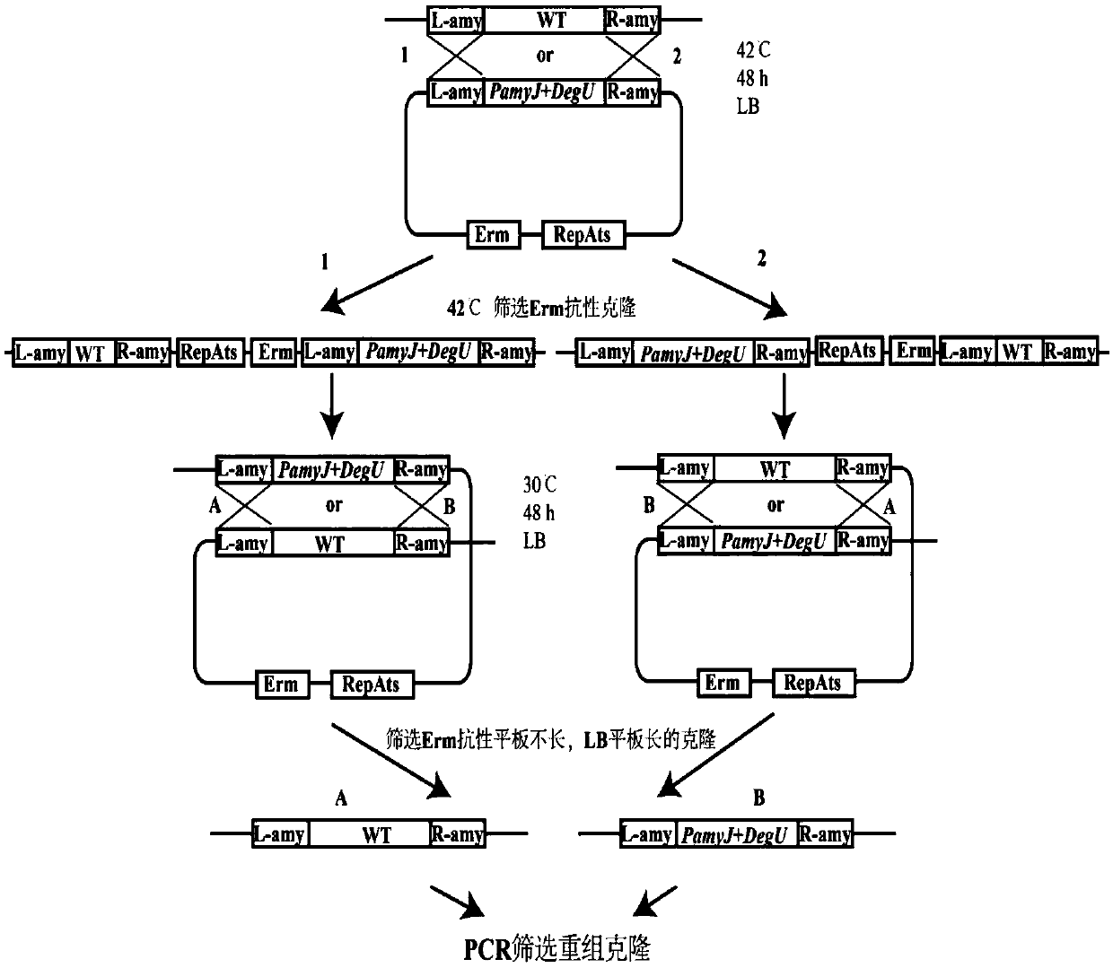 Method for increasing yield of antifungal peptide bacillomycin D by overexpressing degU gene