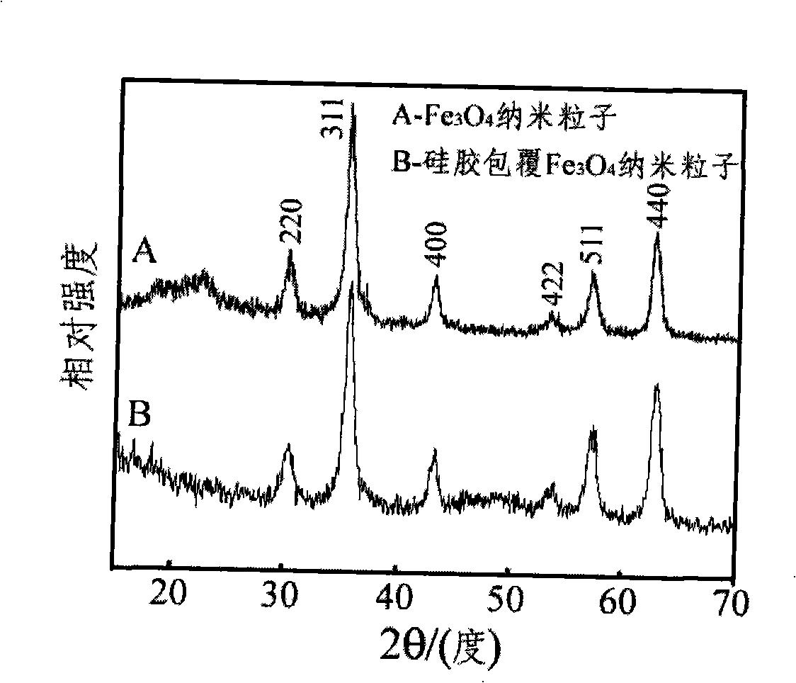 Amido modified magnetic nano-particle and method for preparing immune magnetic nano-separation agent