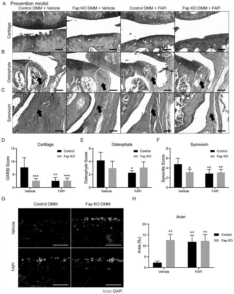 Application of fibroblast activation protein (Fap) as drug target in treatment of osteoarthritis (OA)