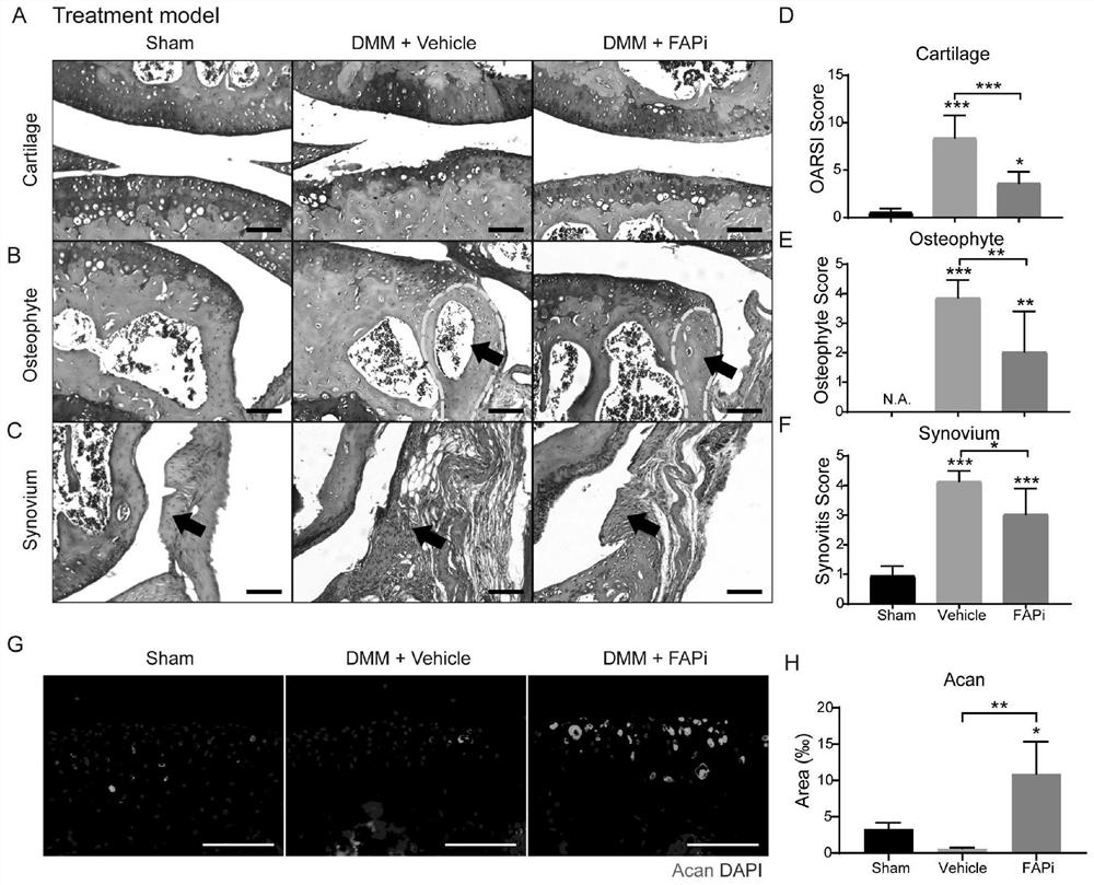 Application of fibroblast activation protein (Fap) as drug target in treatment of osteoarthritis (OA)