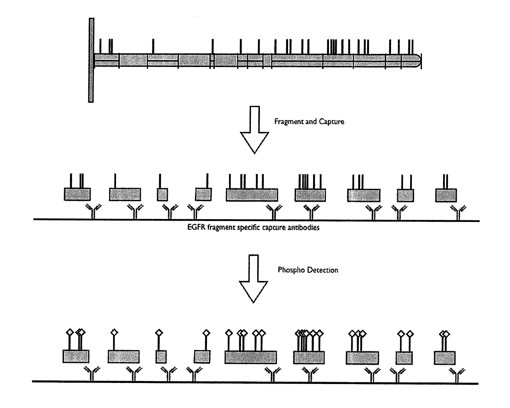 Post translational modification pattern analysis