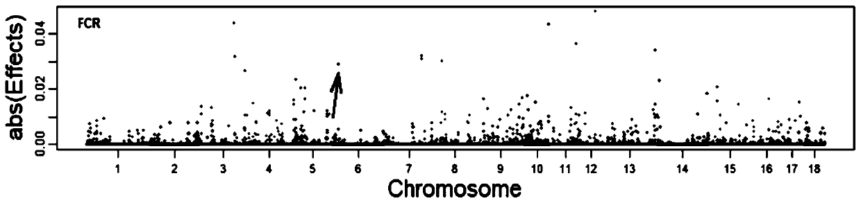 SNP genetic marker related to pig feed conversion in FA2H gene fragment