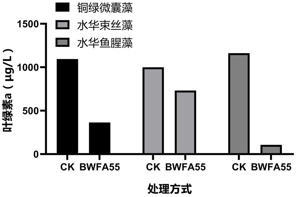 Bacillus licheniformis and application thereof