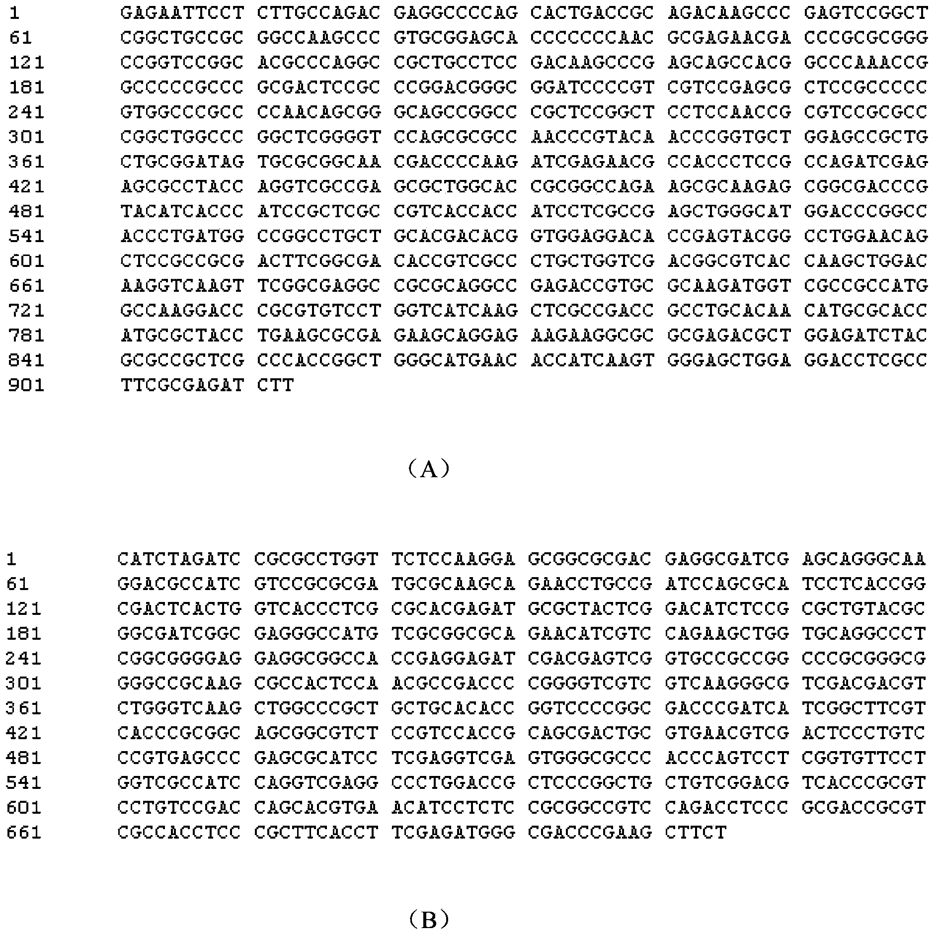 Application of relA gene in increase of moenomycin yield of streptomyces bambergiensis and strain