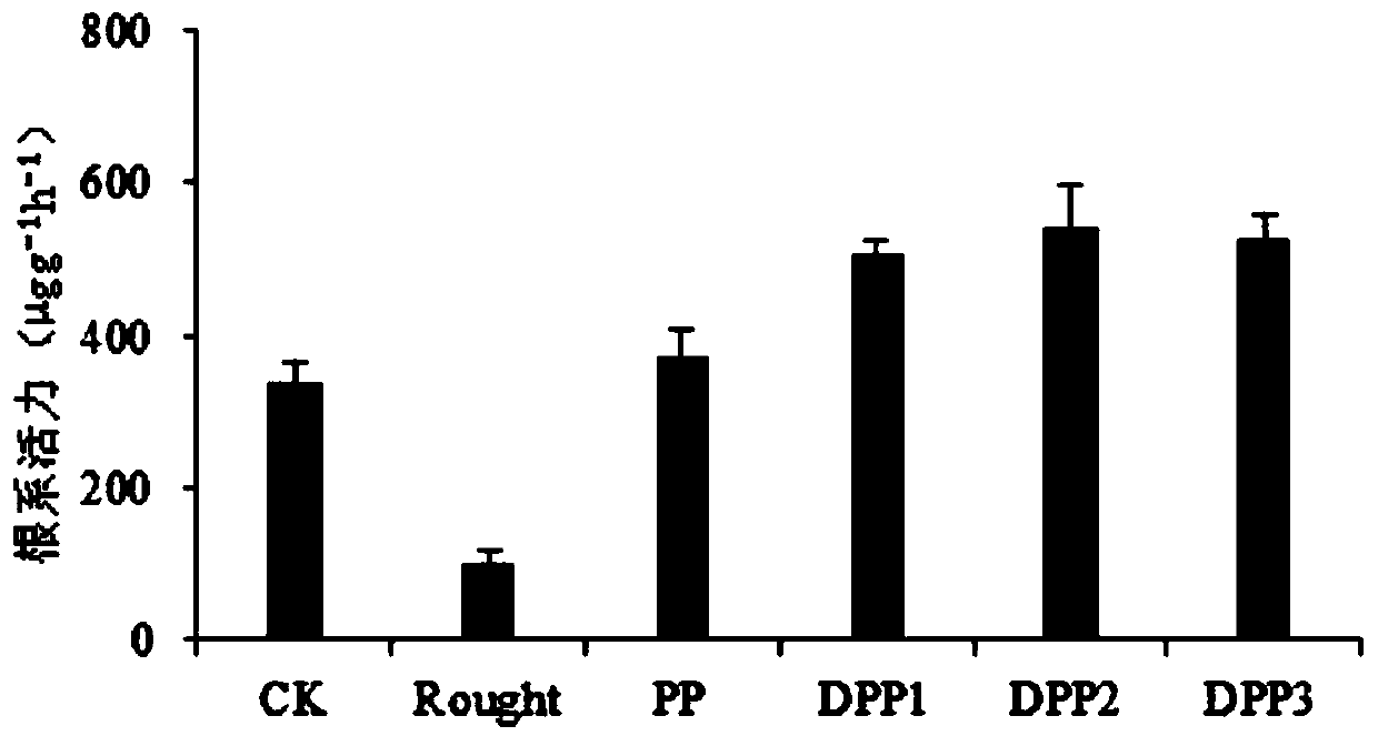 Application of porphyra polysaccharide in improving drought-resisting property of plant