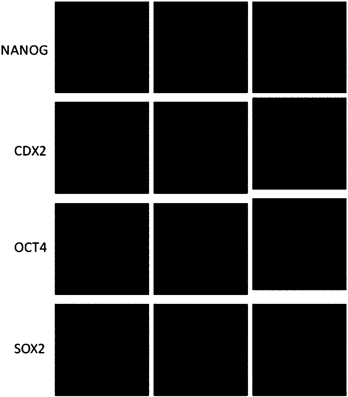 Method for improving efficiency of bovine embryo preparation in vitro