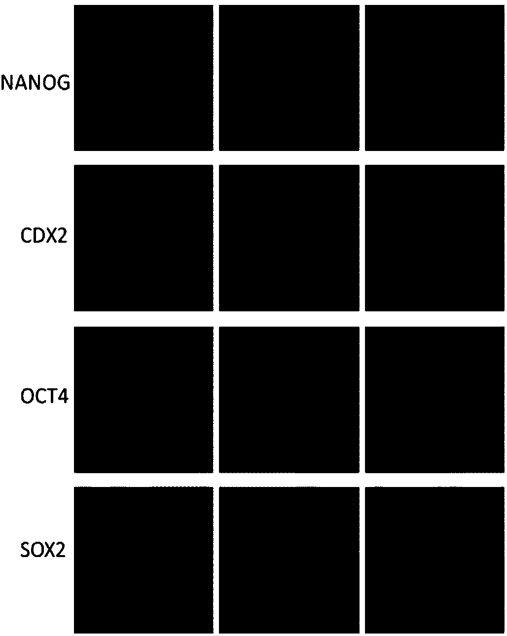 Method for improving efficiency of bovine embryo preparation in vitro