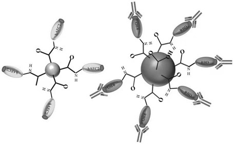 Detection method and detection kit for SARS-CoV-2 neutralizing antibody