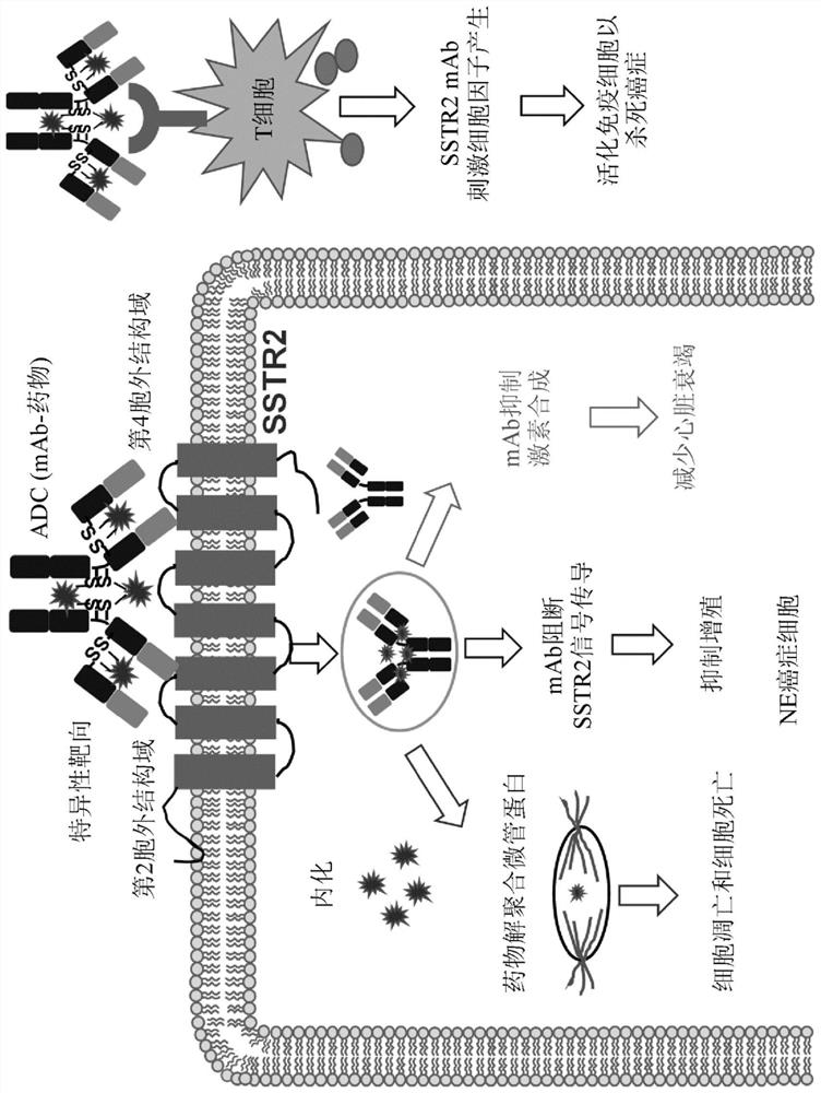 Neuroendocrine cancer targeted therapy