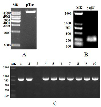 Preparation method for synthesizing biosensor by using lycopene operon as well as corresponding biosensor and application thereof