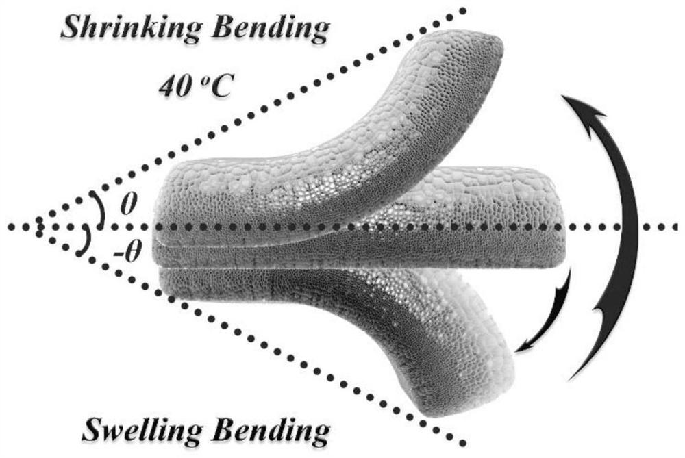 Preparation method and application of a gradient hydrogel soft actuator