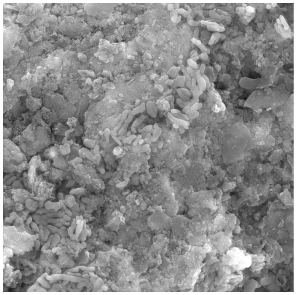 Method for repairing heavy metal-contaminated soil by combining sludge biochar immobilized bacteria with plants